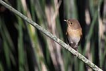 Kk sinekkapan / Ficedula parva / Red-breasted flycatcher 